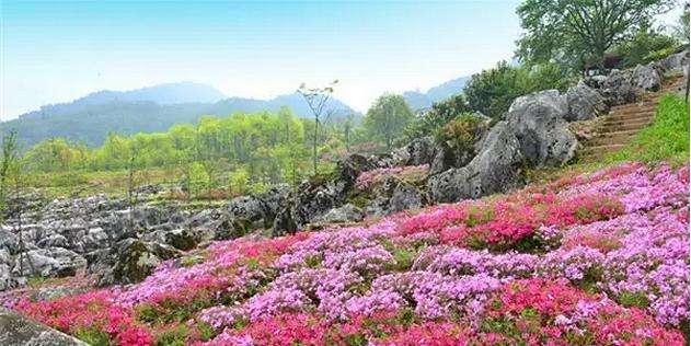 ◆陜西寶雞太白縣藥王谷(國家AA級旅游景區(qū))